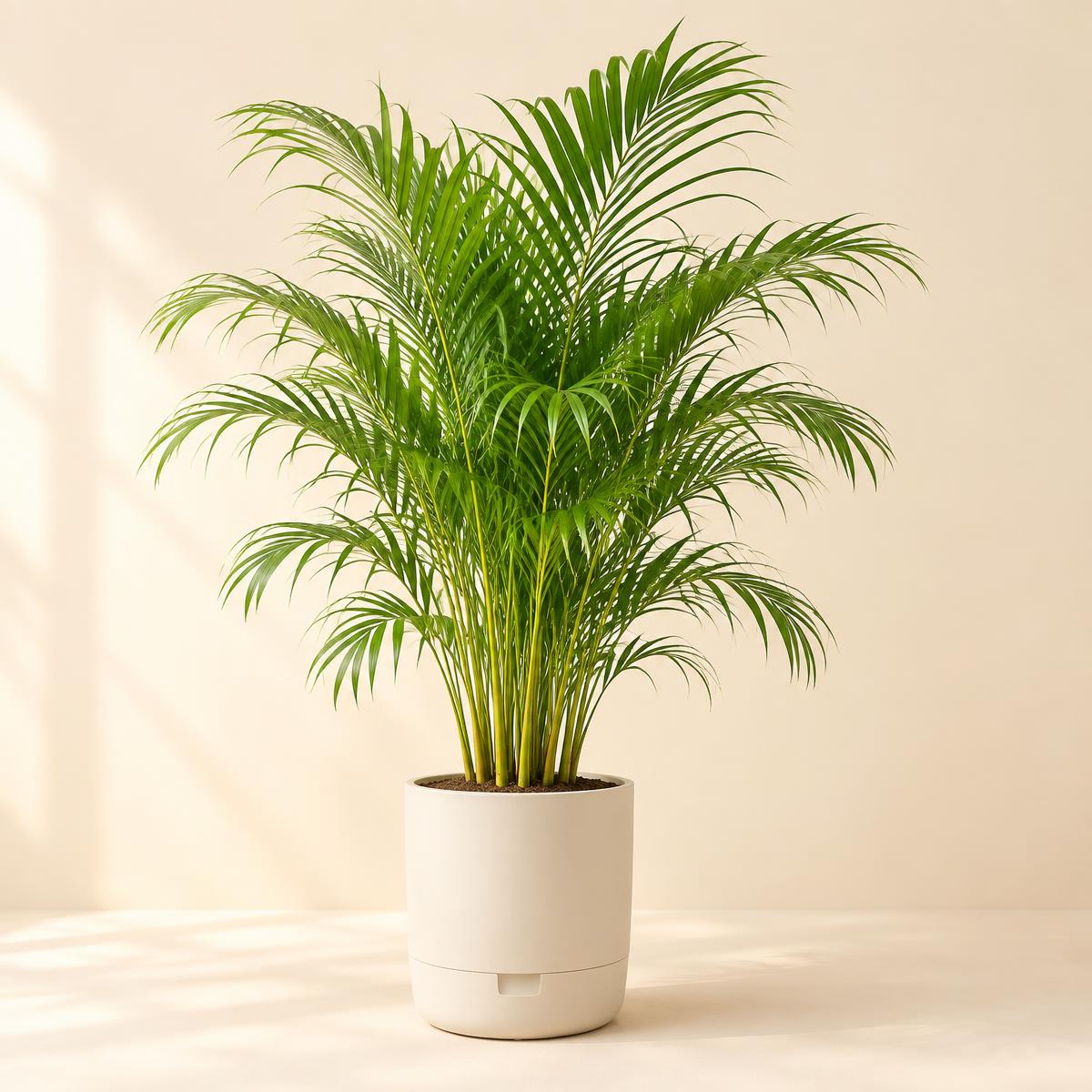 Healthy palm in an ivory self-watering planter